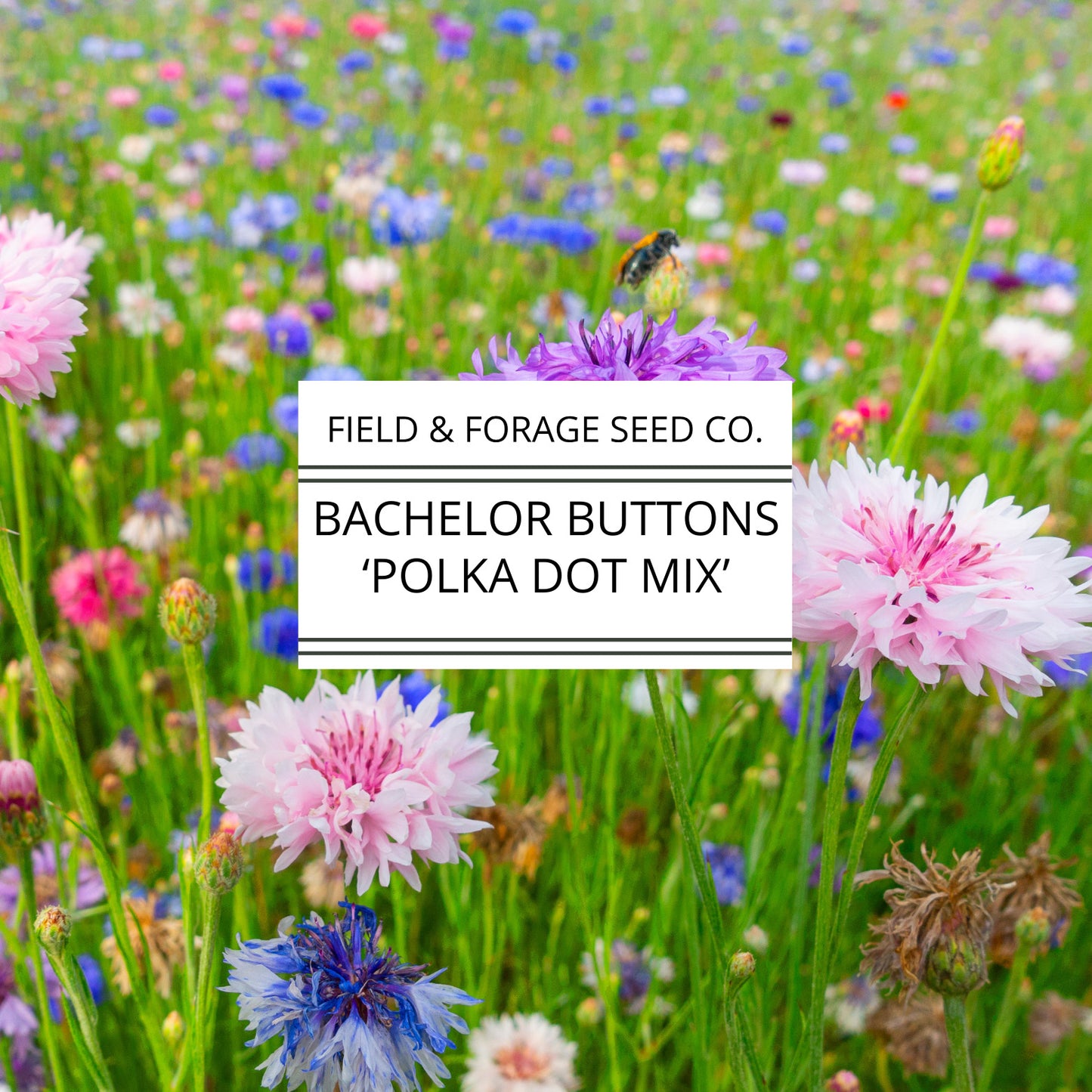 Bachelor Buttons 'Polka Dot Mix' | Centaurea cyanus | Heirloom | Non-GMO | 100 Seeds