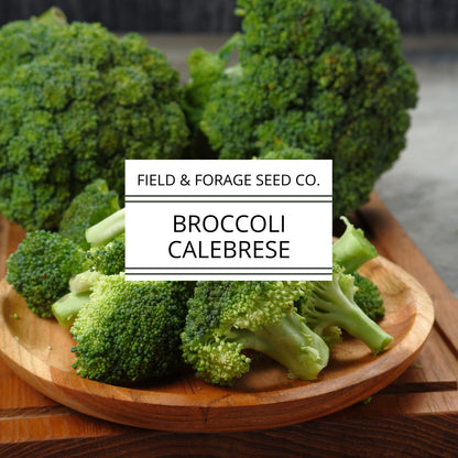 Cabbage ‘Copenhagen Market’ | Brassica oleracea var. capitata |  Non-GMO | 300 Seeds