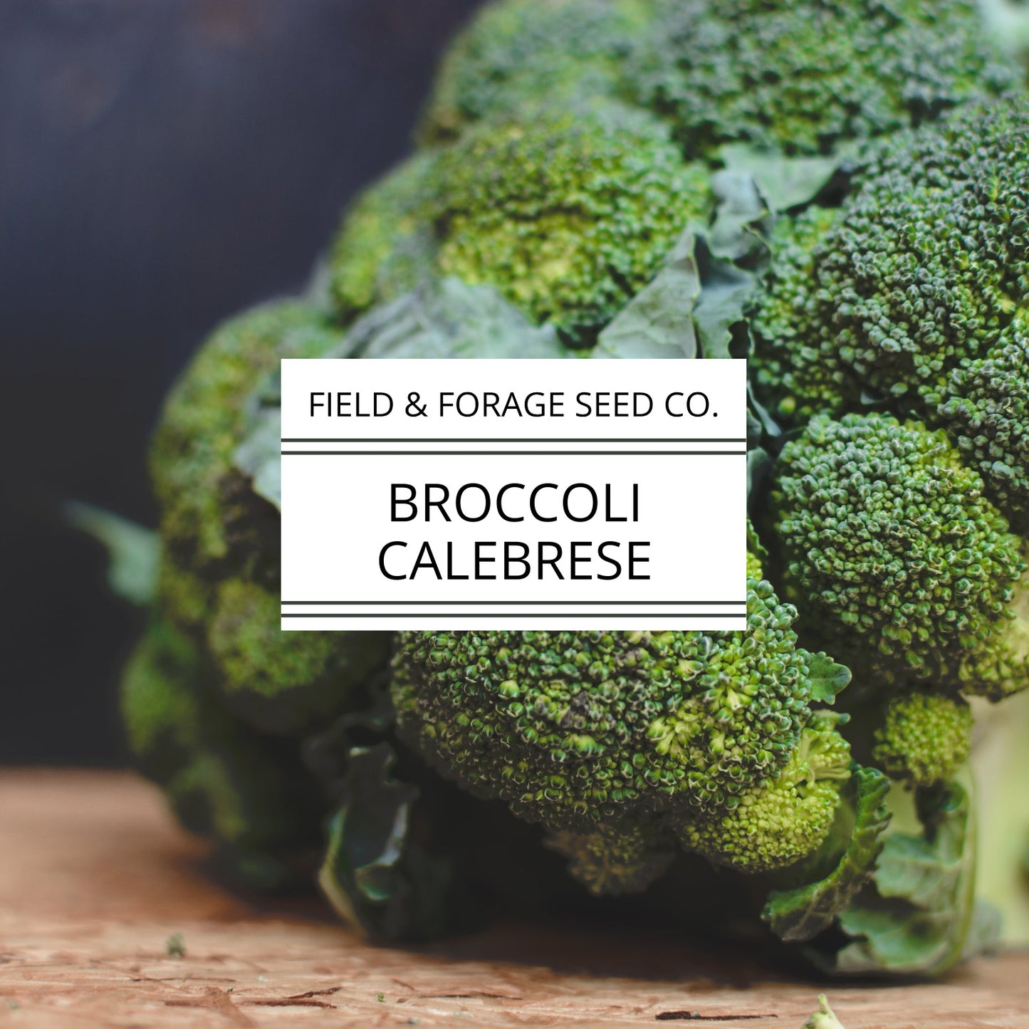 Cabbage ‘Copenhagen Market’ | Brassica oleracea var. capitata |  Non-GMO | 300 Seeds