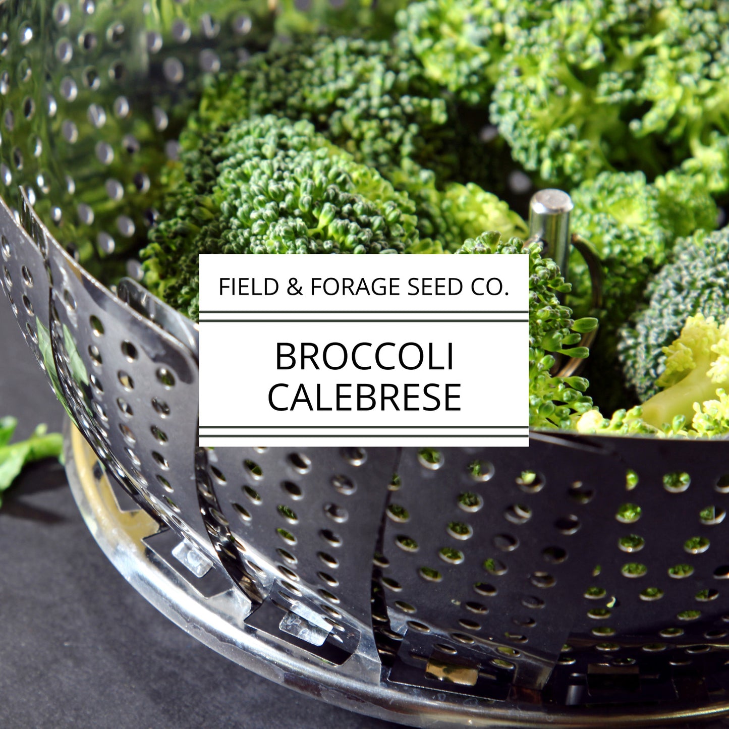 Cabbage ‘Copenhagen Market’ | Brassica oleracea var. capitata |  Non-GMO | 300 Seeds