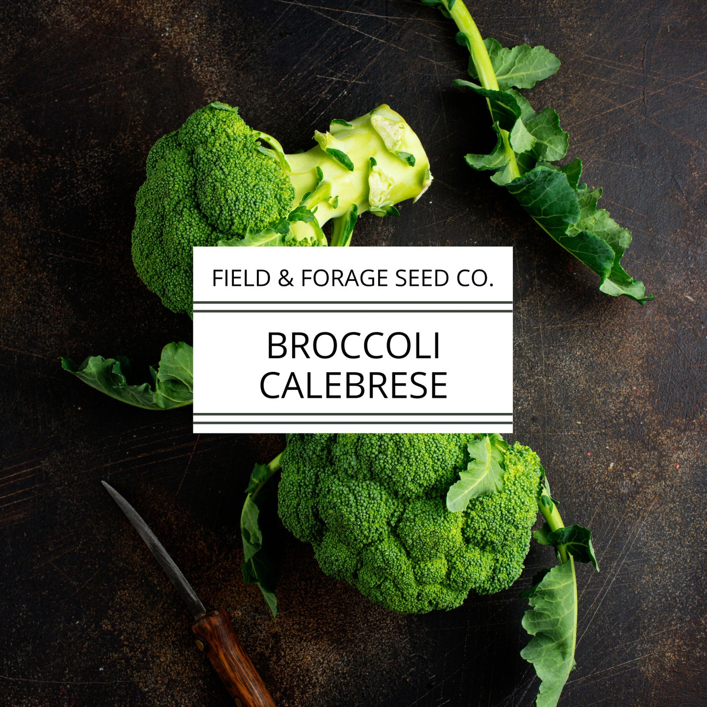 Cabbage ‘Copenhagen Market’ | Brassica oleracea var. capitata |  Non-GMO | 300 Seeds