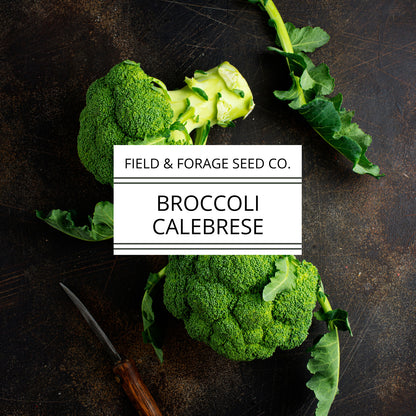 Cabbage ‘Copenhagen Market’ | Brassica oleracea var. capitata |  Non-GMO | 300 Seeds