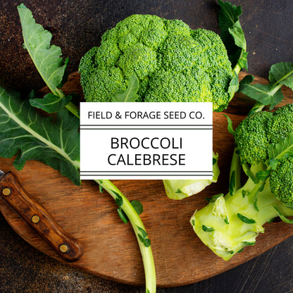 Cabbage ‘Copenhagen Market’ | Brassica oleracea var. capitata |  Non-GMO | 300 Seeds