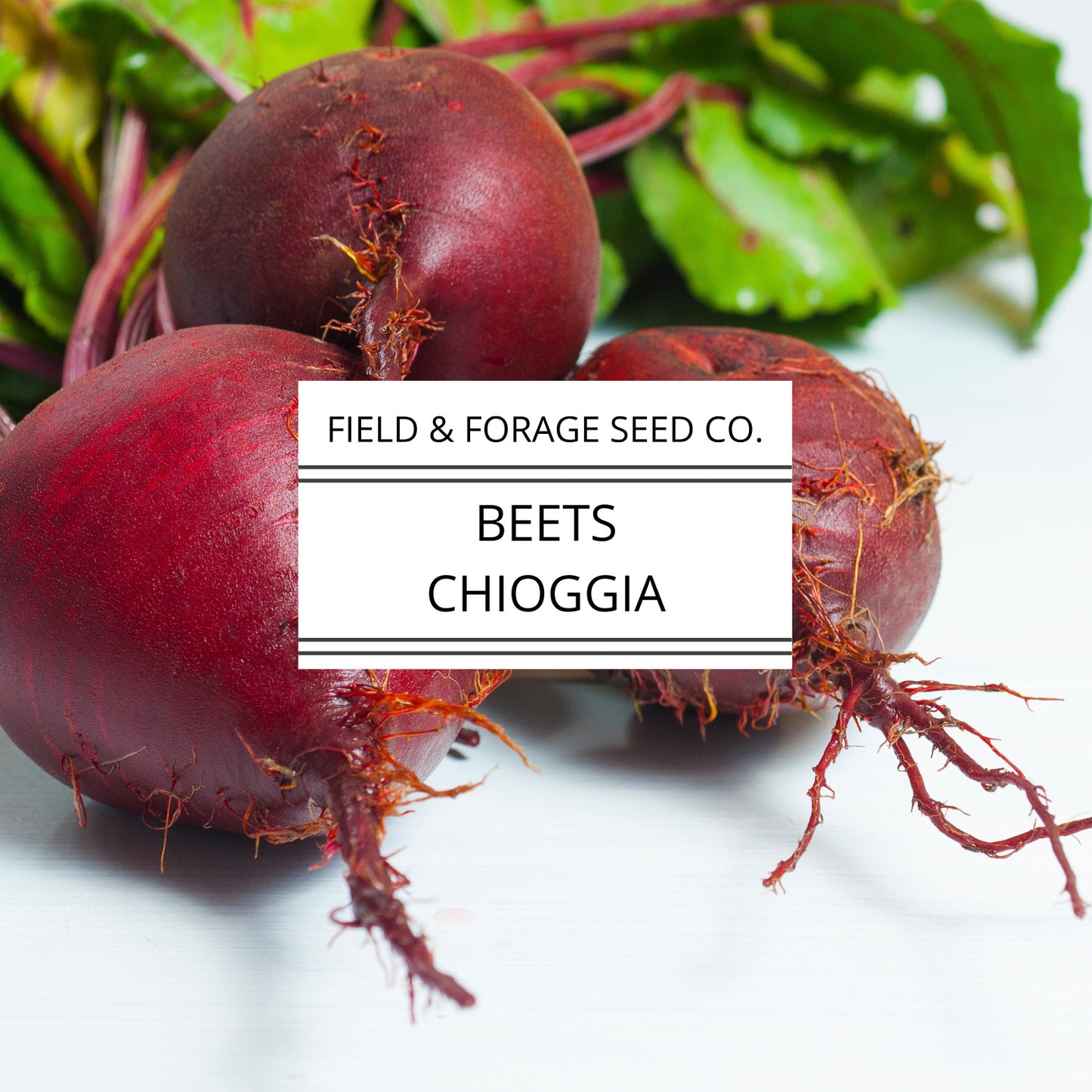 Chioggia Beet Seeds | Italian Candy Stripe Heirloom | Sweet Root Vegetable | Non-GMO | 100 Seeds