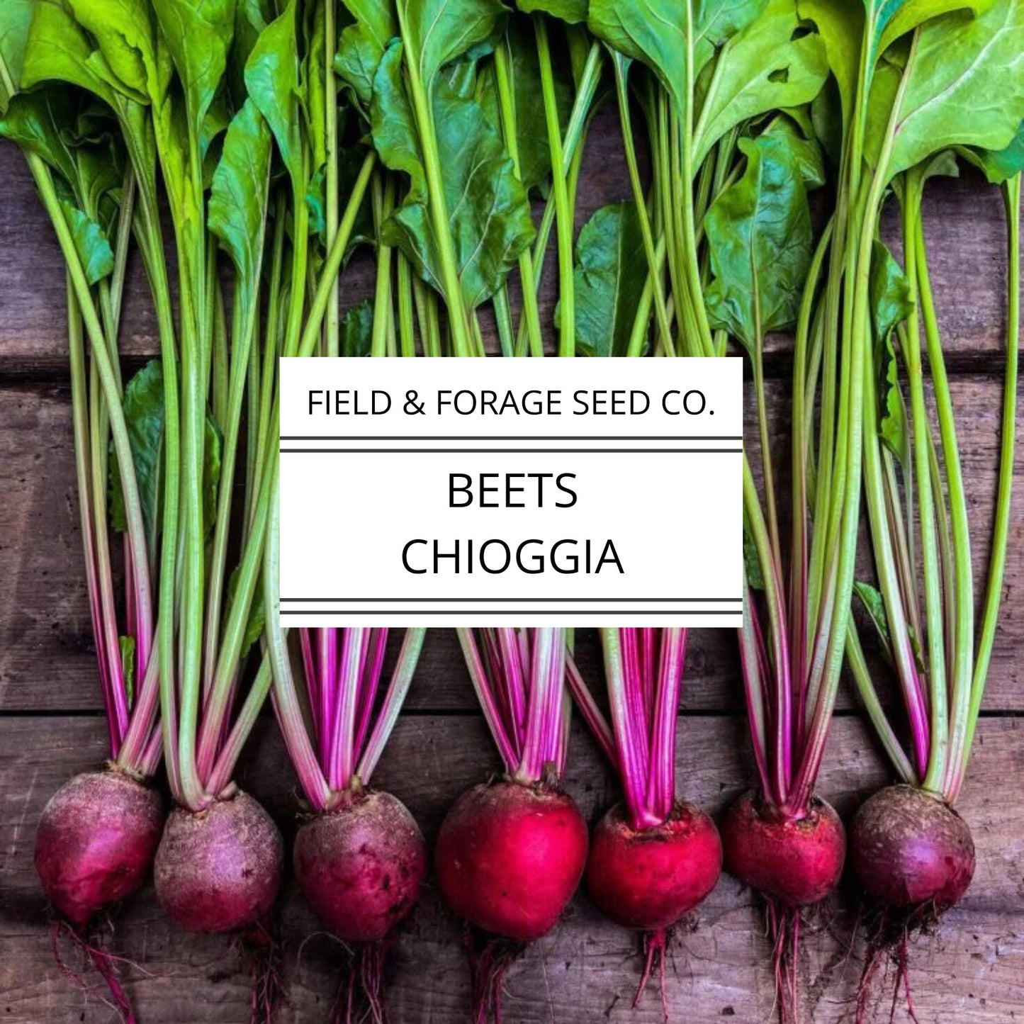 Chioggia Beet Seeds | Italian Candy Stripe Heirloom | Sweet Root Vegetable | Non-GMO | 100 Seeds