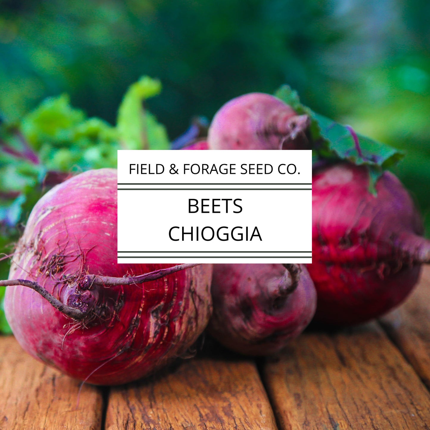 Chioggia Beet Seeds | Italian Candy Stripe Heirloom | Sweet Root Vegetable | Non-GMO | 100 Seeds