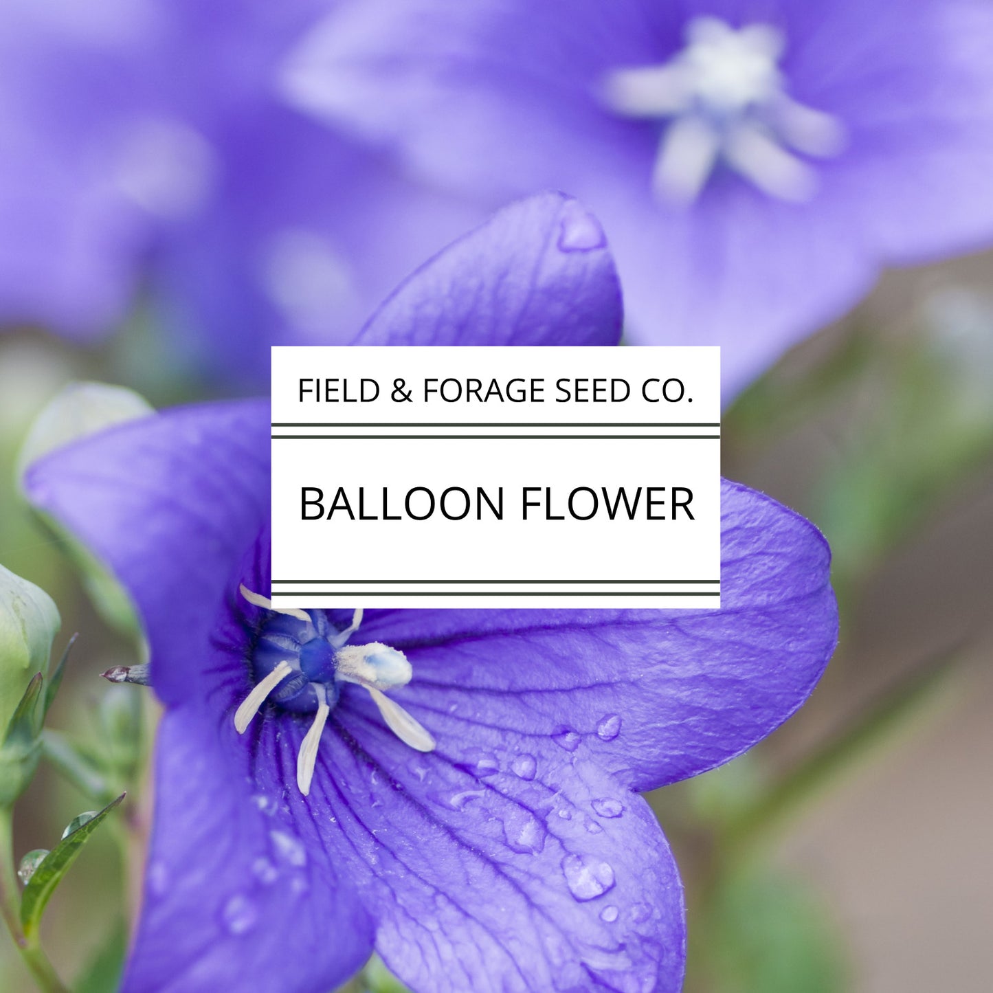 Balloon Flower | Platycodon grandiflorus | Heirloom | Non-GMO | 50 Seeds