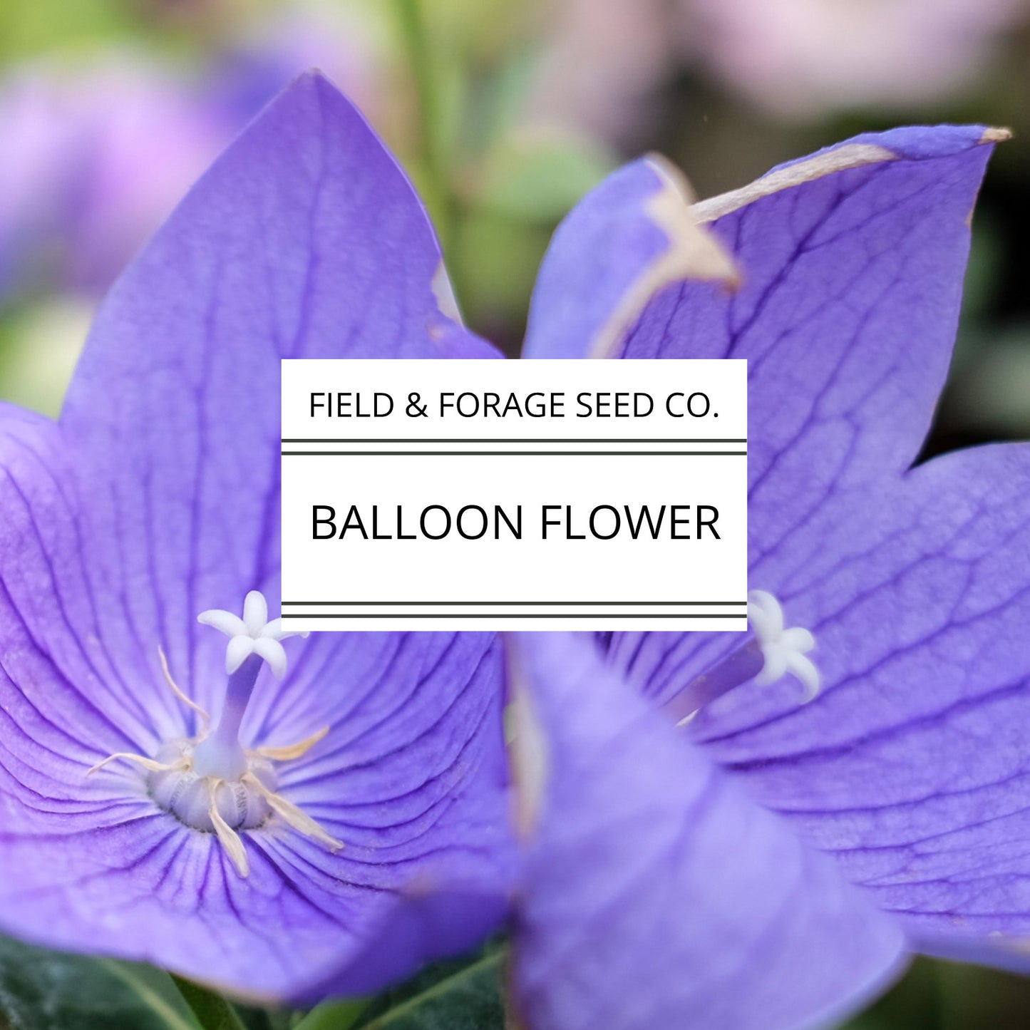 Balloon Flower | Platycodon grandiflorus | Heirloom | Non-GMO | 50 Seeds