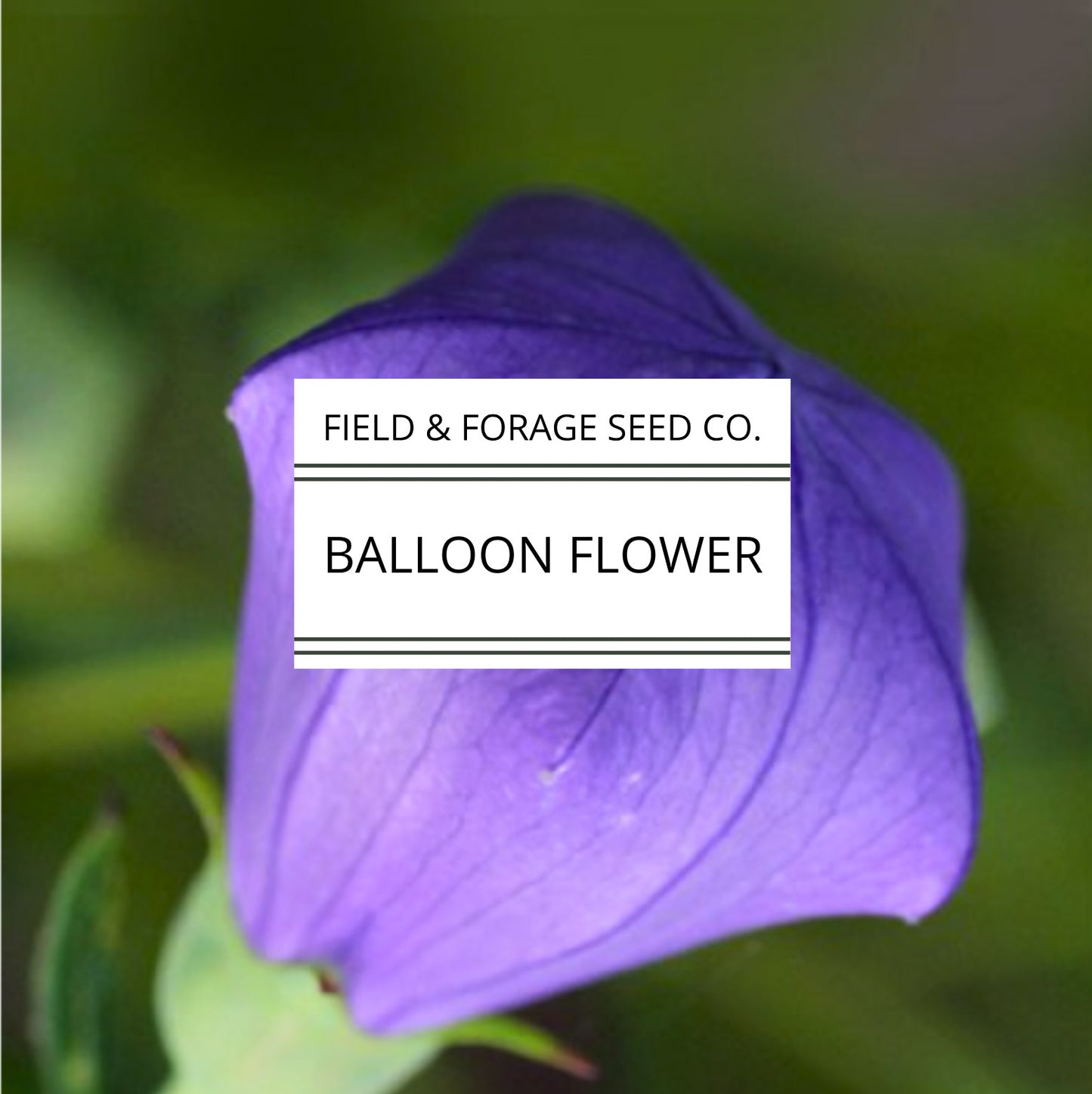 Balloon Flower | Platycodon grandiflorus | Heirloom | Non-GMO | 50 Seeds