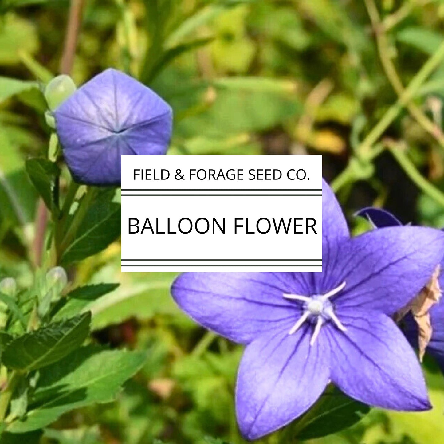Balloon Flower | Platycodon grandiflorus | Heirloom | Non-GMO | 50 Seeds