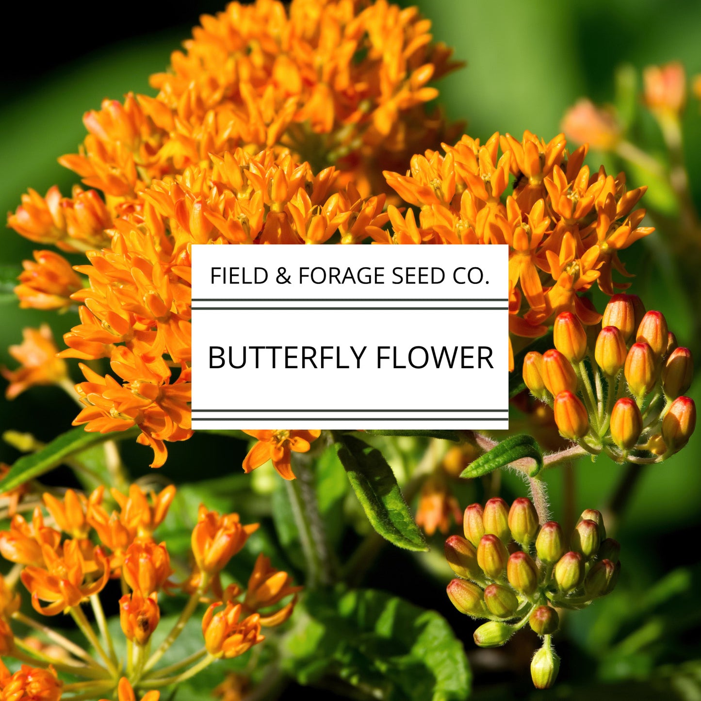Butterfly Flower | Schizanthus pinnatus | Heirloom | Non-GMO | 100 Seeds
