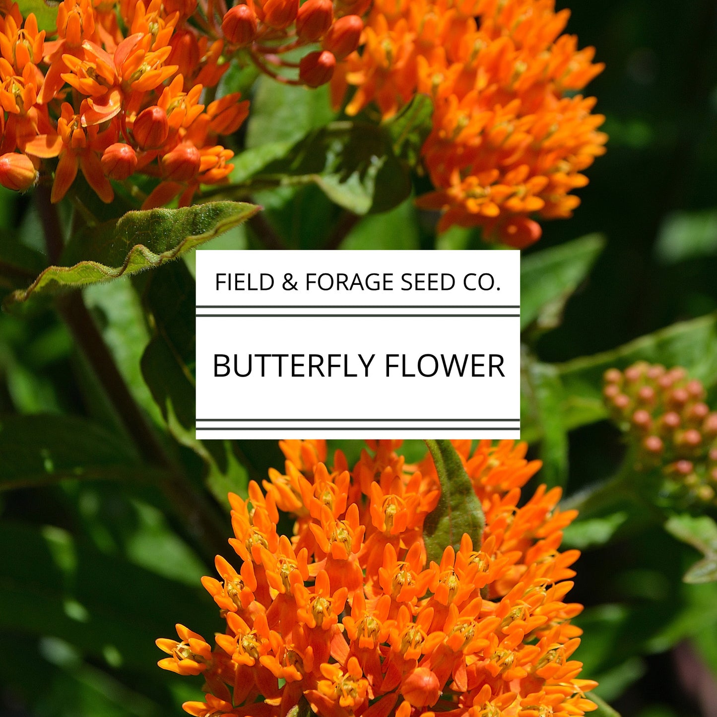 Butterfly Flower | Schizanthus pinnatus | Heirloom | Non-GMO | 100 Seeds