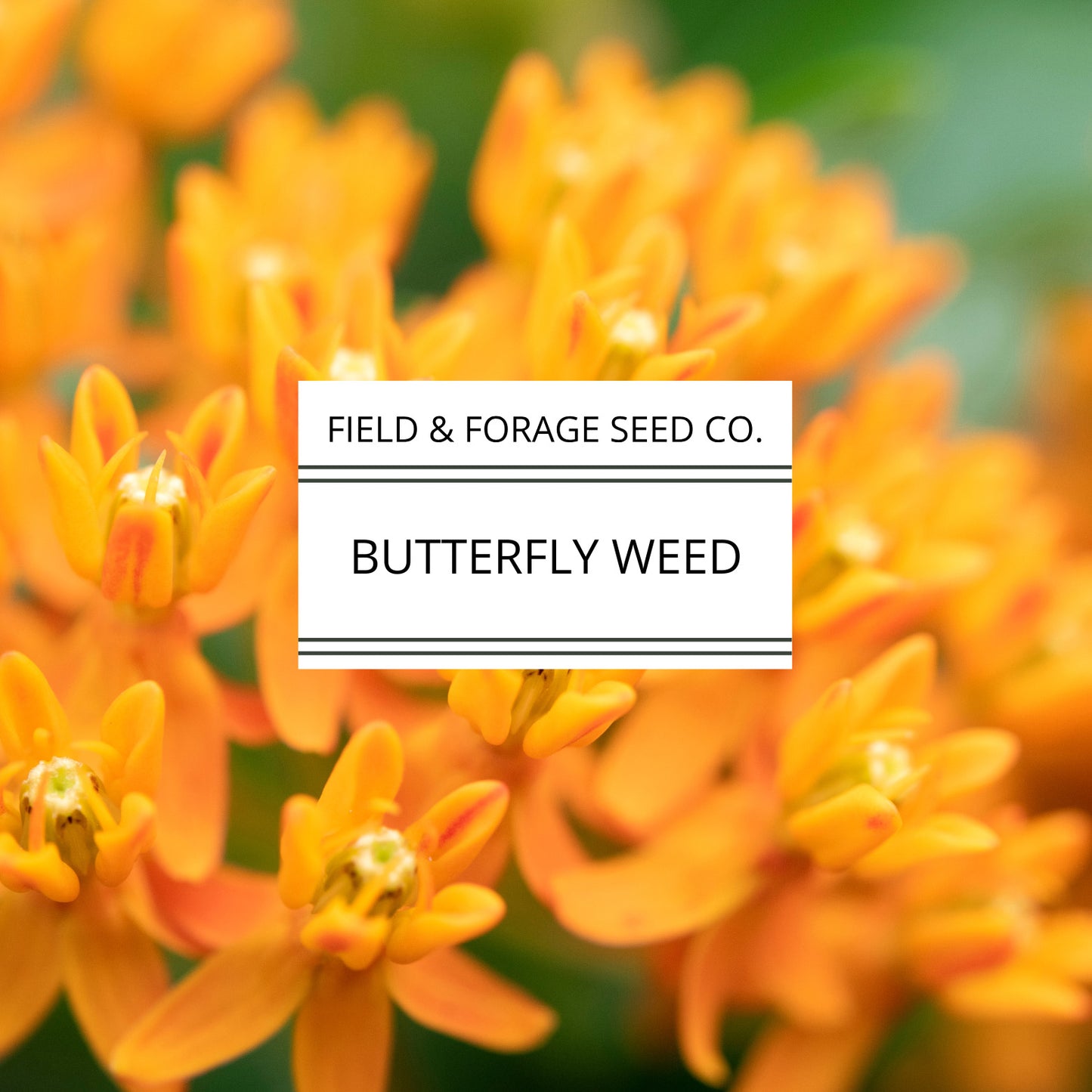Butterflyweed | Asclepias tuberosa | Heirloom | Non-GMO | 50 Seeds