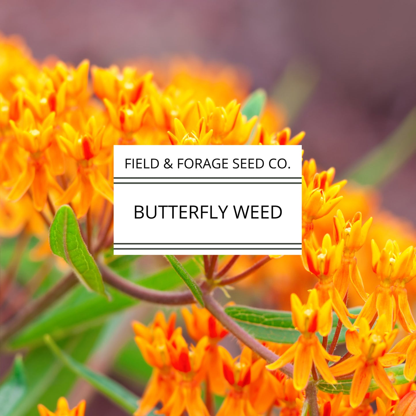 Butterflyweed | Asclepias tuberosa | Heirloom | Non-GMO | 50 Seeds