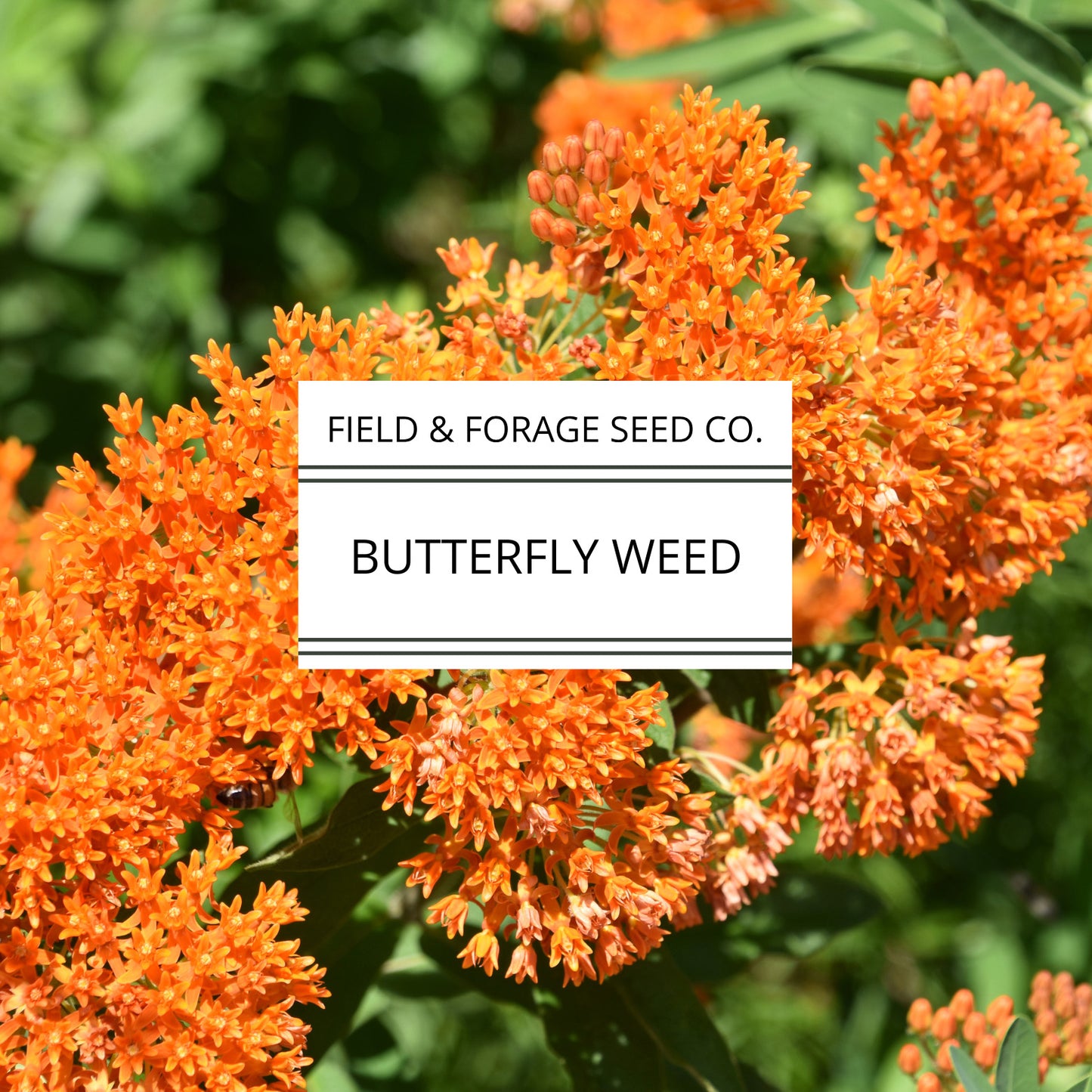 Butterflyweed | Asclepias tuberosa | Heirloom | Non-GMO | 50 Seeds