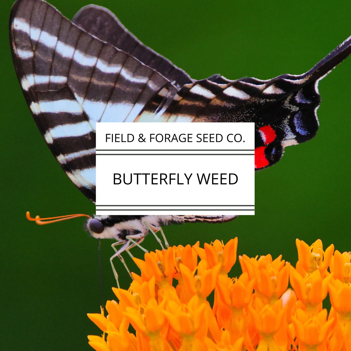 Butterflyweed | Asclepias tuberosa | Heirloom | Non-GMO | 50 Seeds