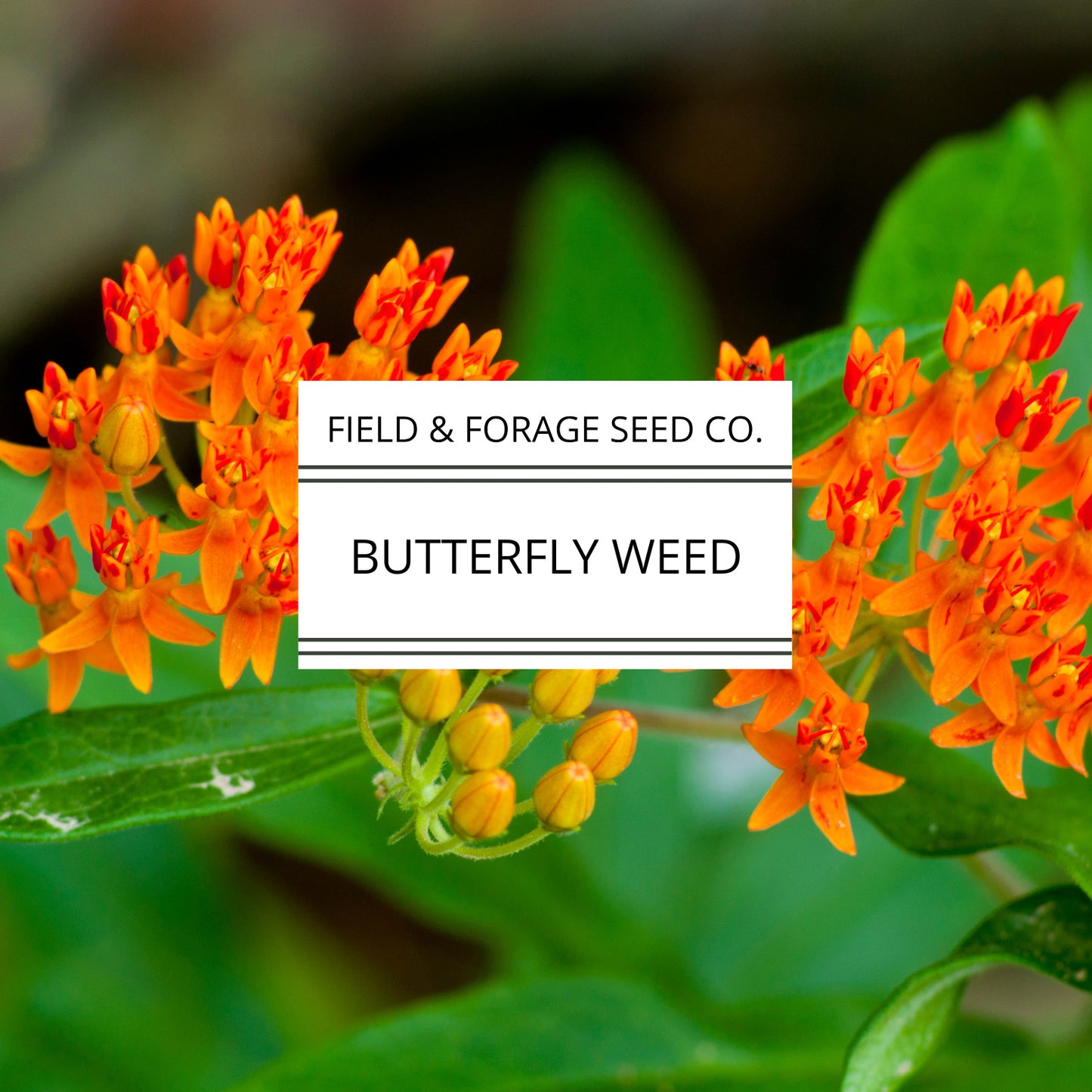Butterflyweed | Asclepias tuberosa | Heirloom | Non-GMO | 50 Seeds