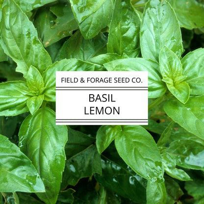 Basil 'Lemon' | Ocimum basilicum var. citriodorum | Heirloom | Non-GMO | 100 Seeds