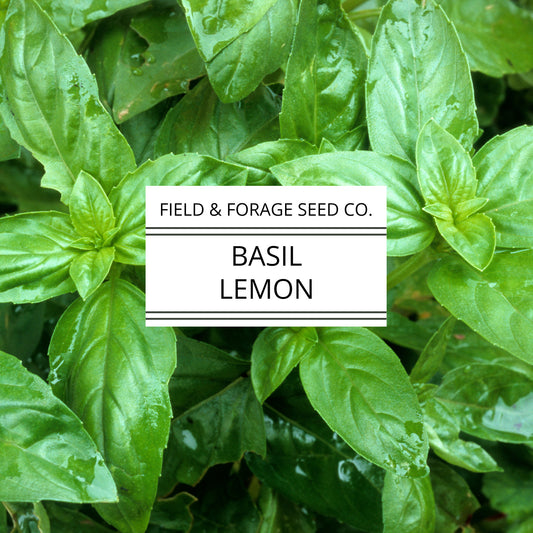 Basil 'Lemon' | Ocimum basilicum var. citriodorum | Heirloom | Non-GMO | 100 Seeds