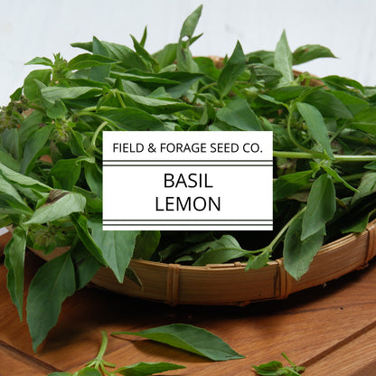 Basil 'Lemon' | Ocimum basilicum var. citriodorum | Heirloom | Non-GMO | 100 Seeds