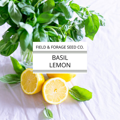 Basil 'Lemon' | Ocimum basilicum var. citriodorum | Heirloom | Non-GMO | 100 Seeds