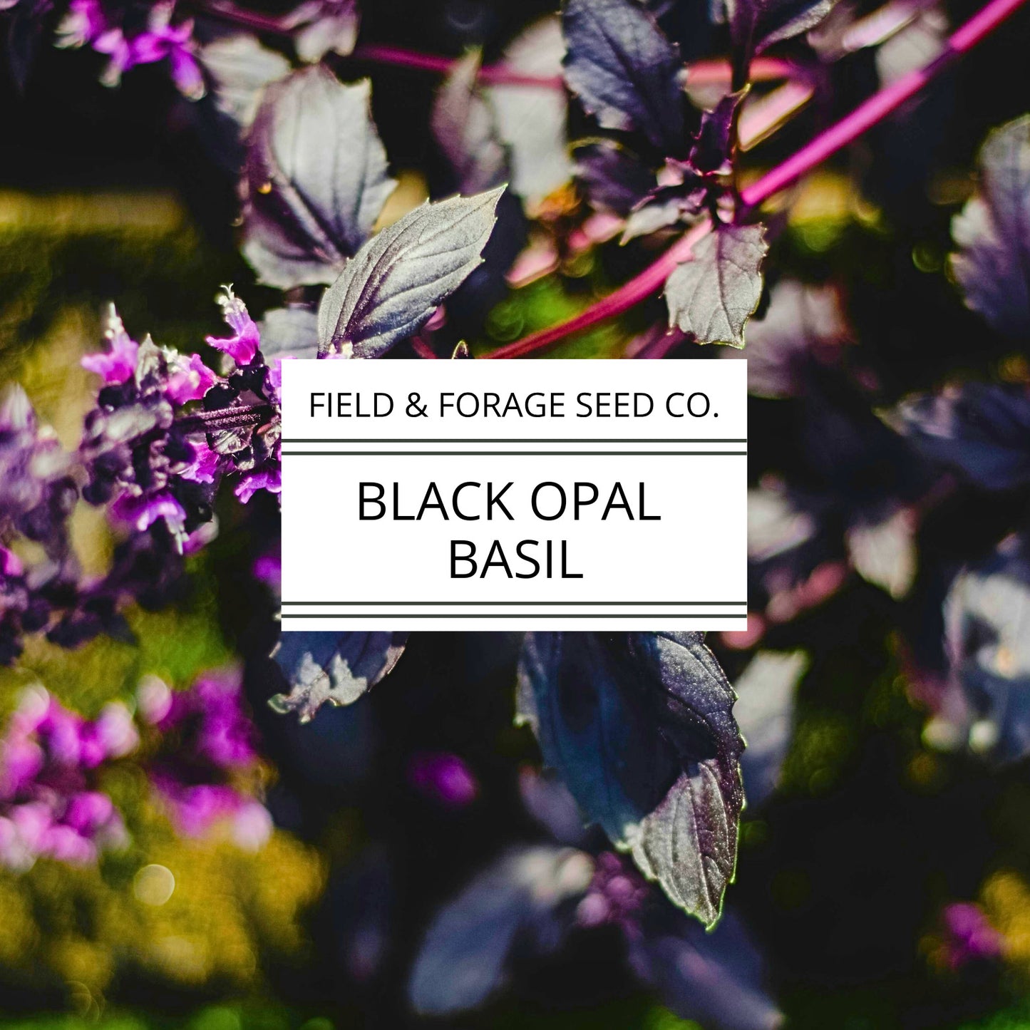 Basil 'Dark Opal' | Ocimum basilicum ‘Dark Opal’ | Culinary & Ornamental | Non-GMO | 100 Seeds