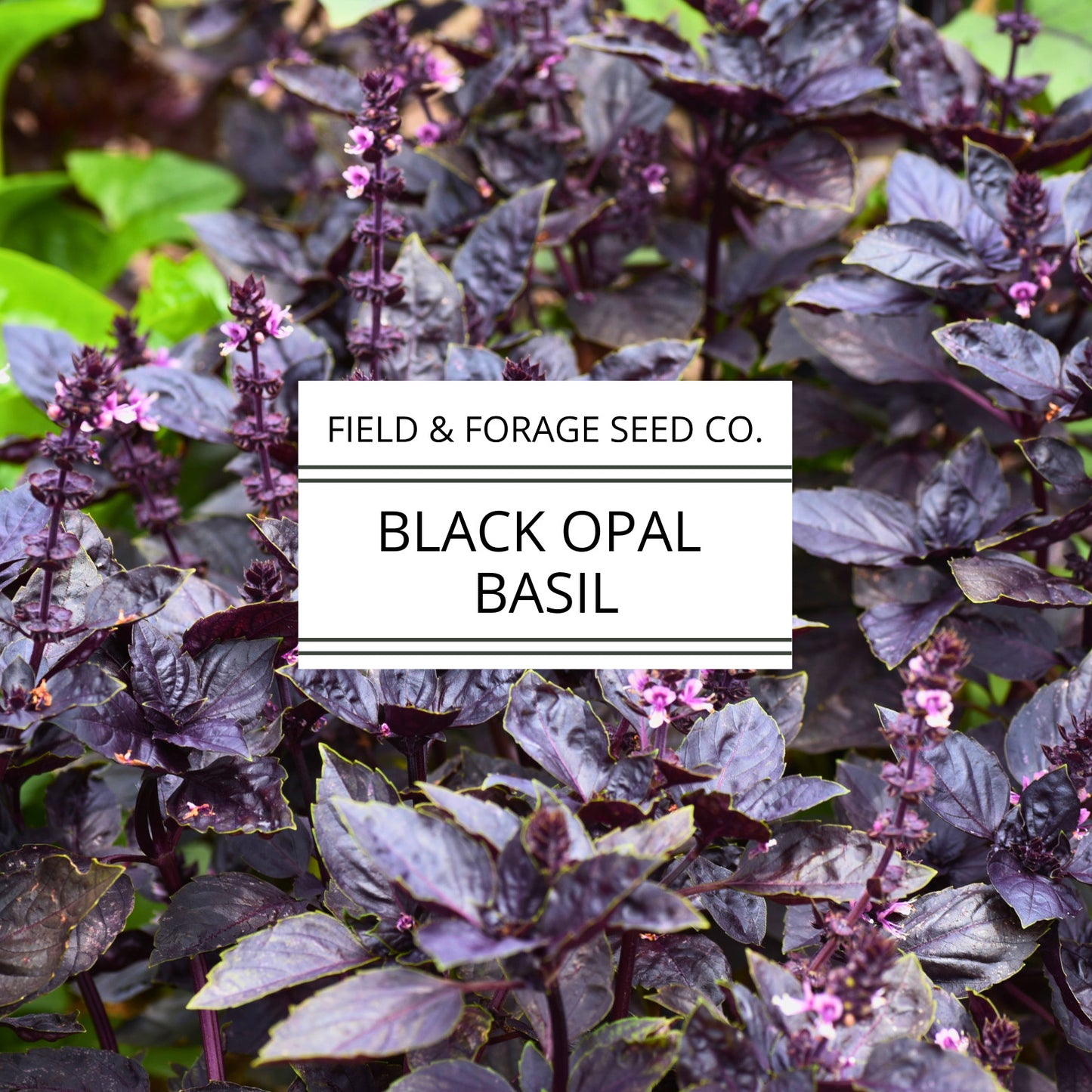 Basil 'Dark Opal' | Ocimum basilicum ‘Dark Opal’ | Culinary & Ornamental | Non-GMO | 100 Seeds