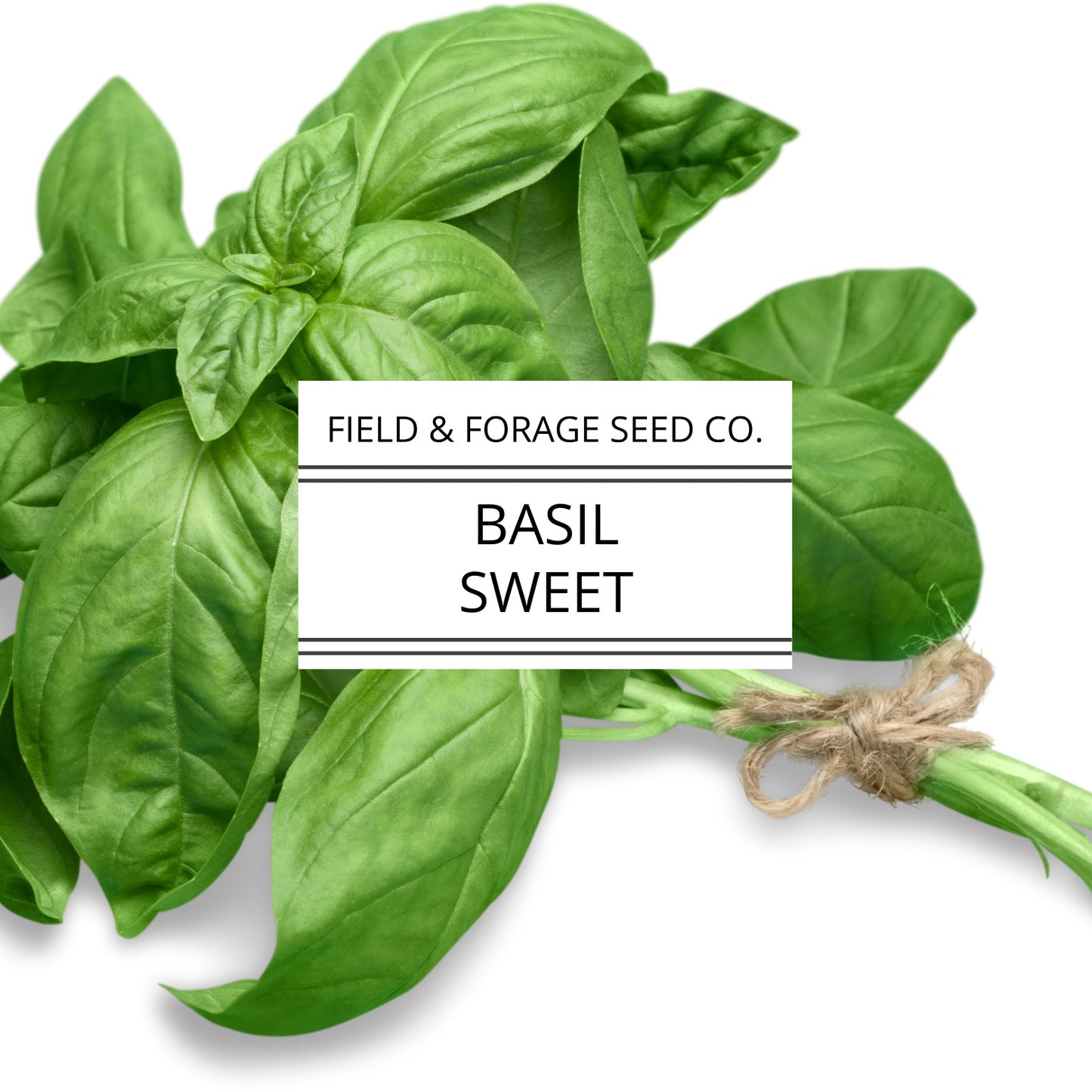 Basil 'Sweet' | Ocimum basilicum | Heirloom | Non-GMO | 100 Seeds