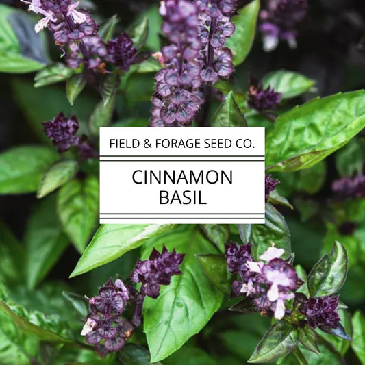 Basil 'Cinnamon' | Ocimum basilicum 'Cinnamon'| Aromatic Heirloom | Non-GMO | 100 Seeds