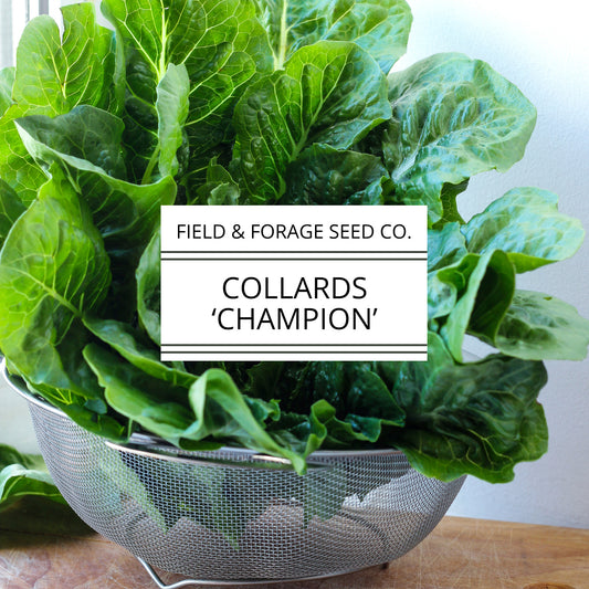 Collard 'Champion' | Brassica oleracea | Heirloom | Non-GMO | 100 Seeds