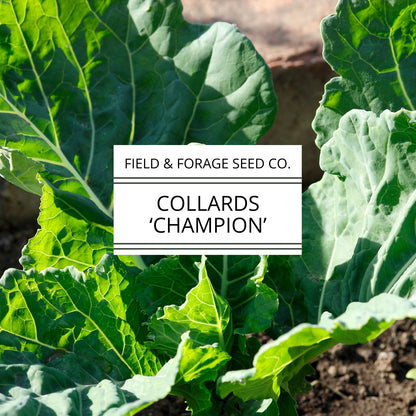 Collard 'Champion' | Brassica oleracea | Heirloom | Non-GMO | 100 Seeds