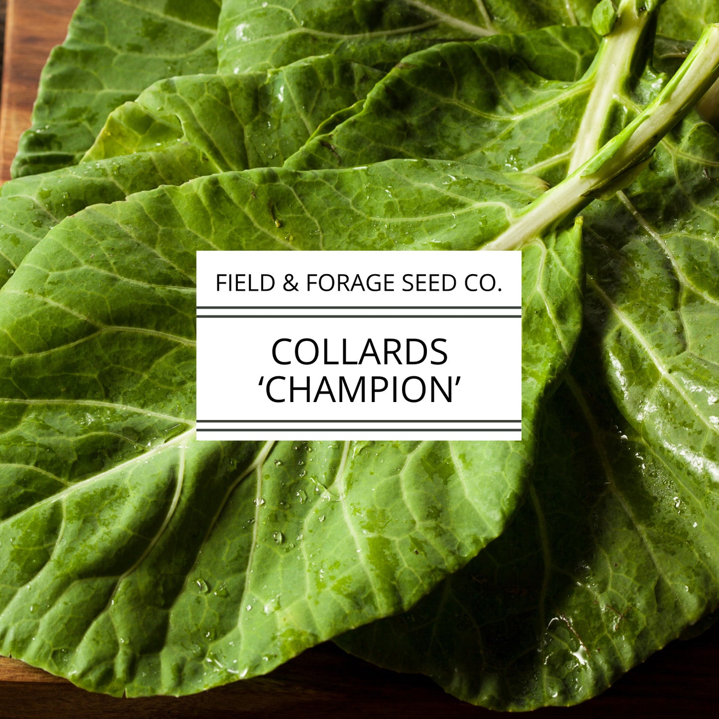 Collard 'Champion' | Brassica oleracea | Heirloom | Non-GMO | 100 Seeds