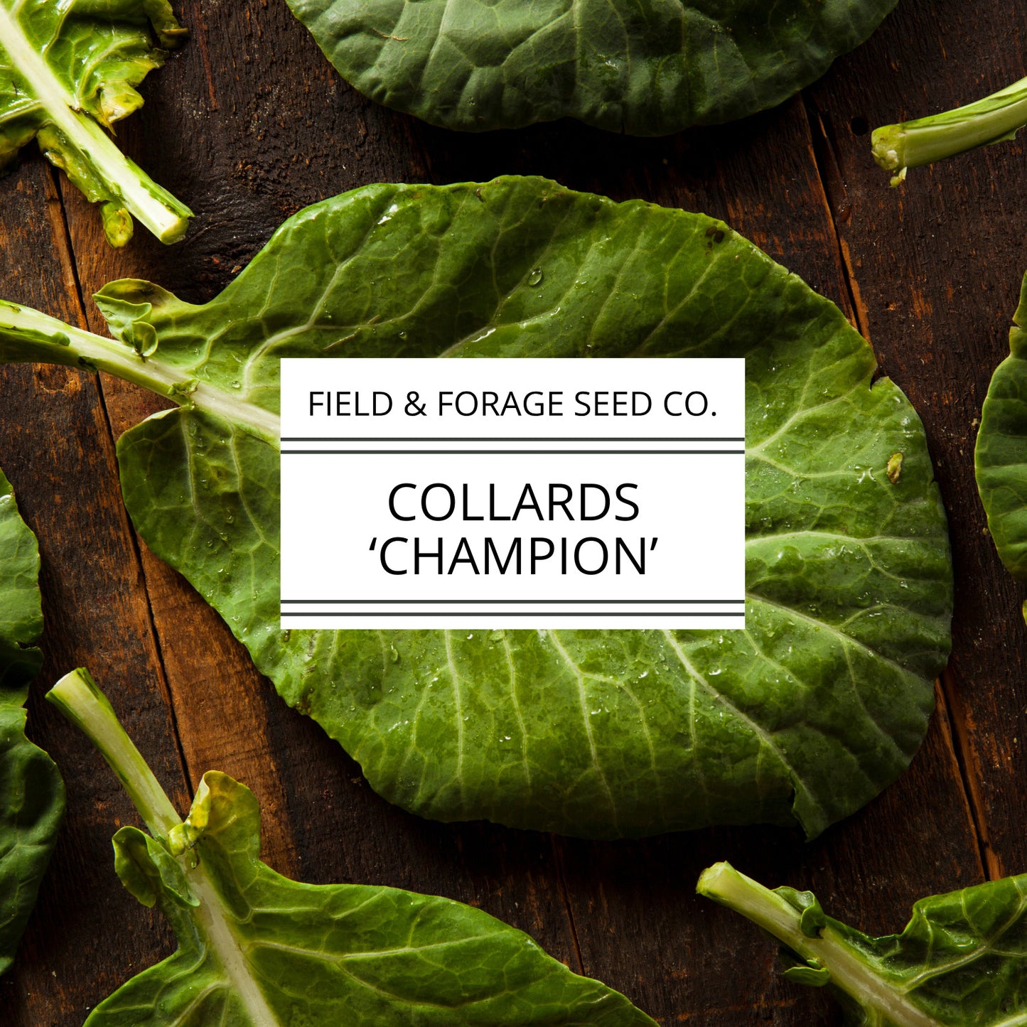 Collard 'Champion' | Brassica oleracea | Heirloom | Non-GMO | 100 Seeds