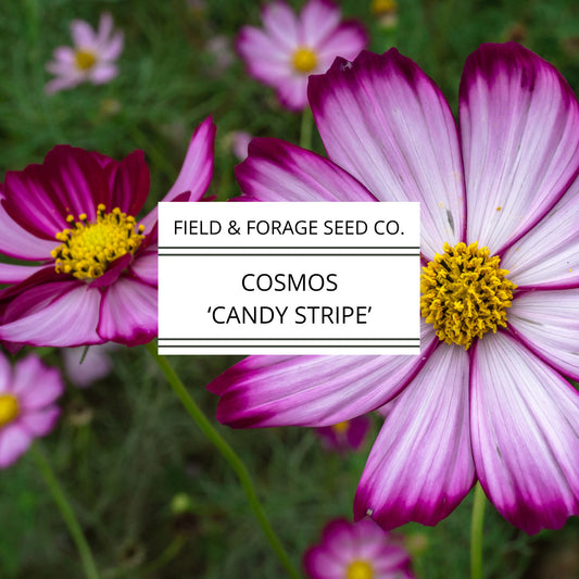 Cosmos Candy Stripe Seeds | Heirloom | Non-GMO | 100 Seeds