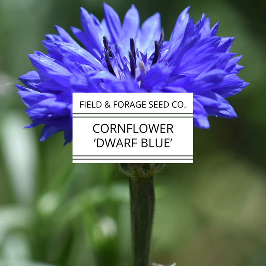 Cornflower 'Dwarf Blue' | Centaurea cyanus | Heirloom | Non-GMO | 100 Seeds