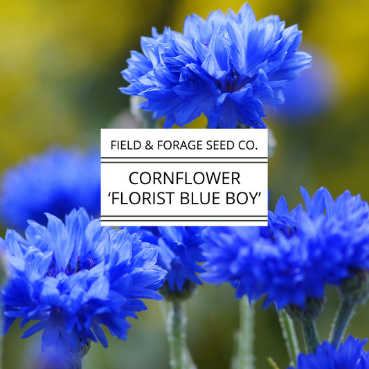 Cornflower 'Florist Blue Boy' | Centaurea cyanus | Heirloom | Non-GMO | 200 Seeds
