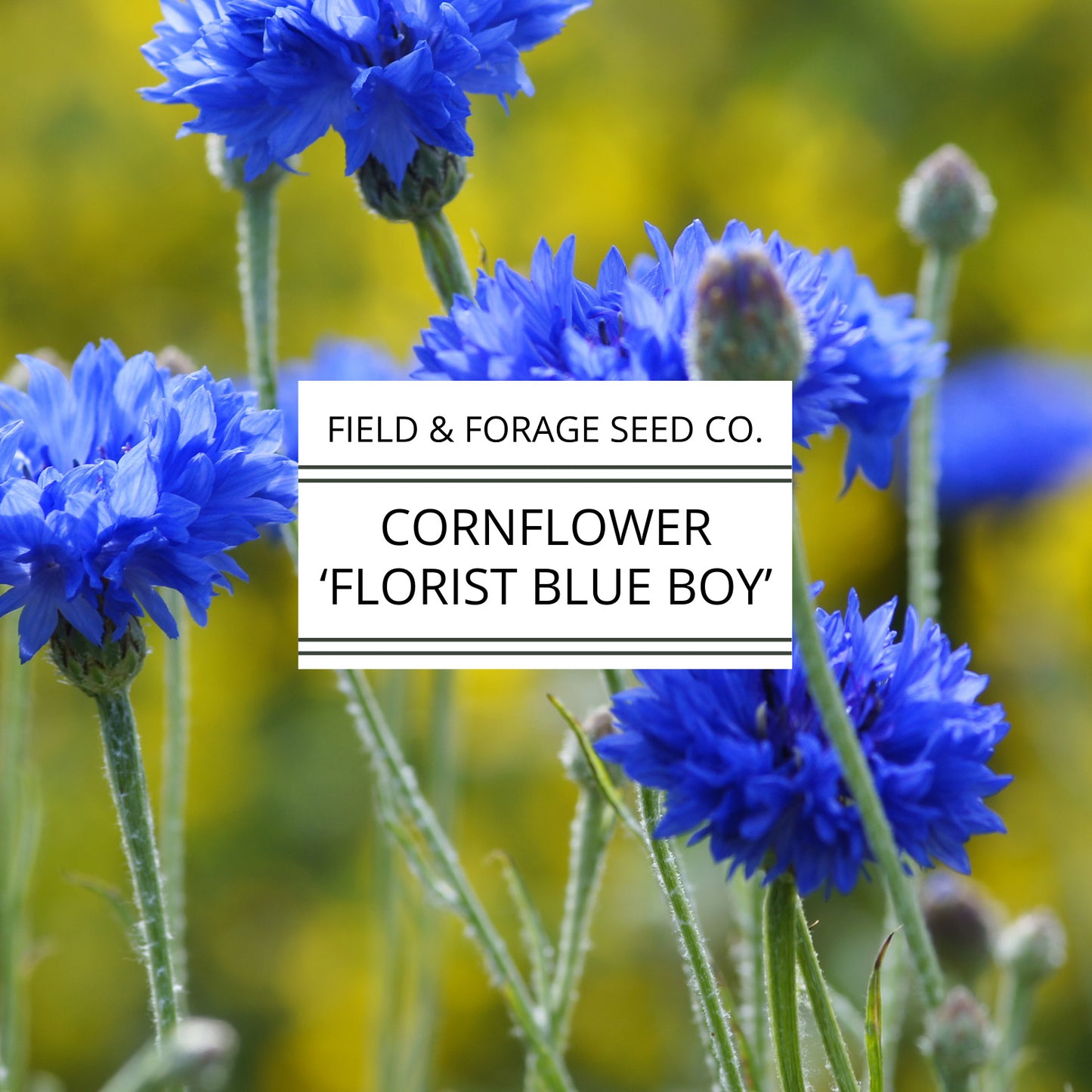 Cornflower 'Florist Blue Boy' | Centaurea cyanus | Heirloom | Non-GMO | 200 Seeds
