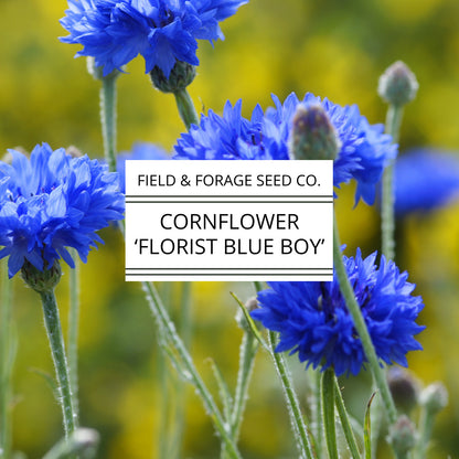 Cornflower 'Florist Blue Boy' | Centaurea cyanus | Heirloom | Non-GMO | 200 Seeds