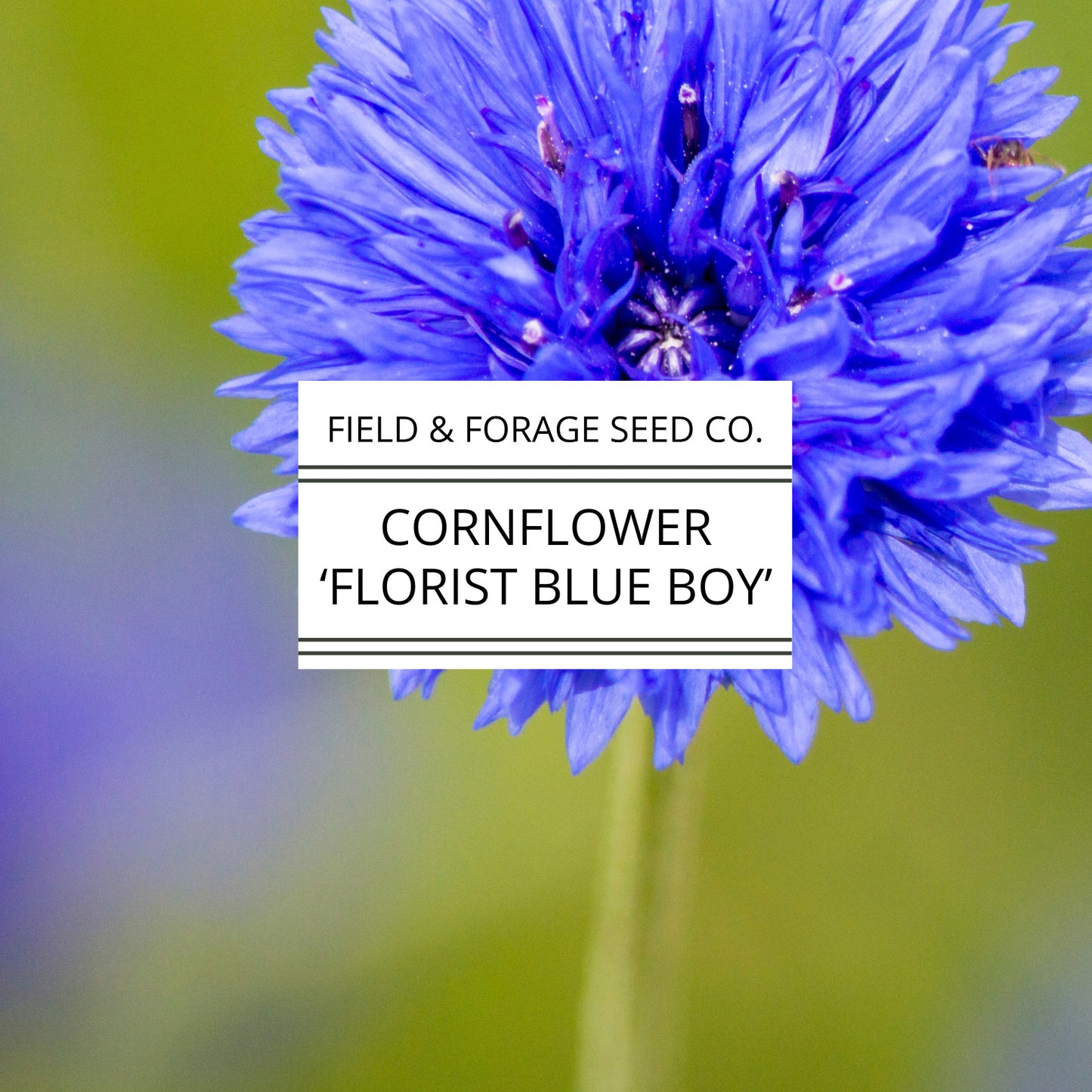 Cornflower 'Florist Blue Boy' | Centaurea cyanus | Heirloom | Non-GMO | 200 Seeds