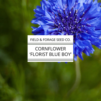 Cornflower 'Florist Blue Boy' | Centaurea cyanus | Heirloom | Non-GMO | 200 Seeds