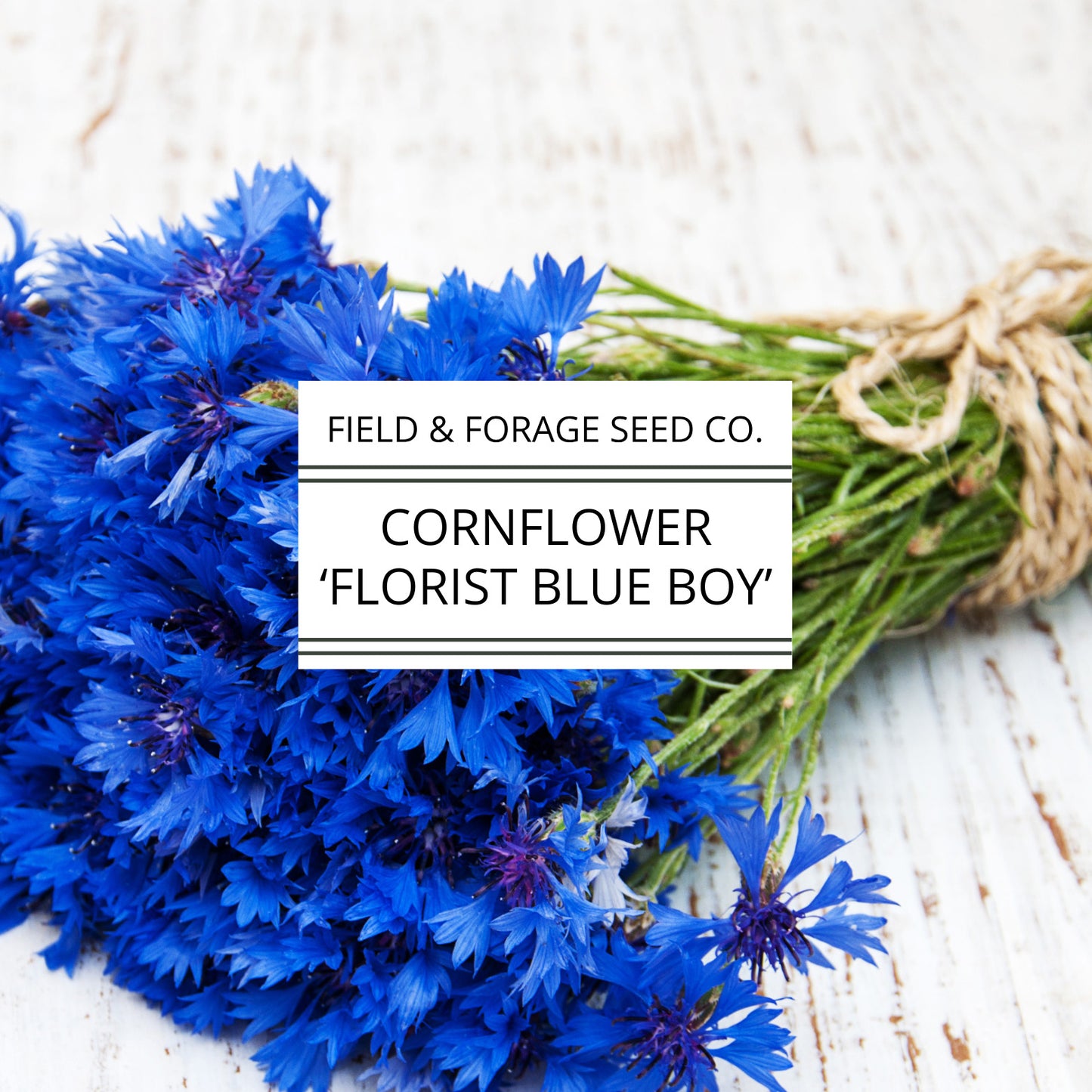 Cornflower 'Florist Blue Boy' | Centaurea cyanus | Heirloom | Non-GMO | 200 Seeds