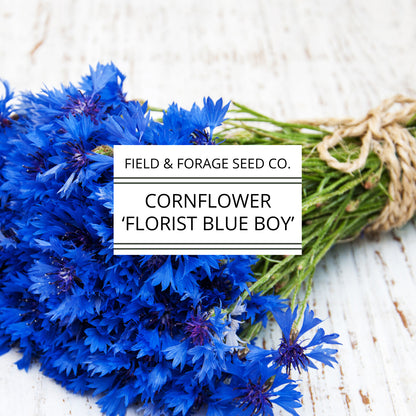 Cornflower 'Florist Blue Boy' | Centaurea cyanus | Heirloom | Non-GMO | 200 Seeds