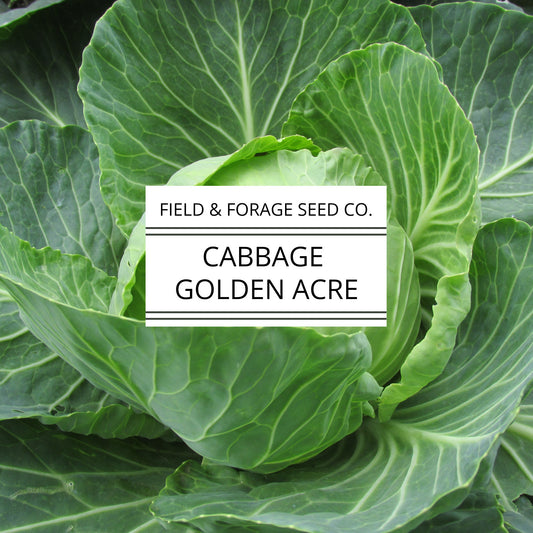 Cabbage 'Golden Acre' | Brassica oleracea | Heirloom | Non-GMO | 200 Seeds