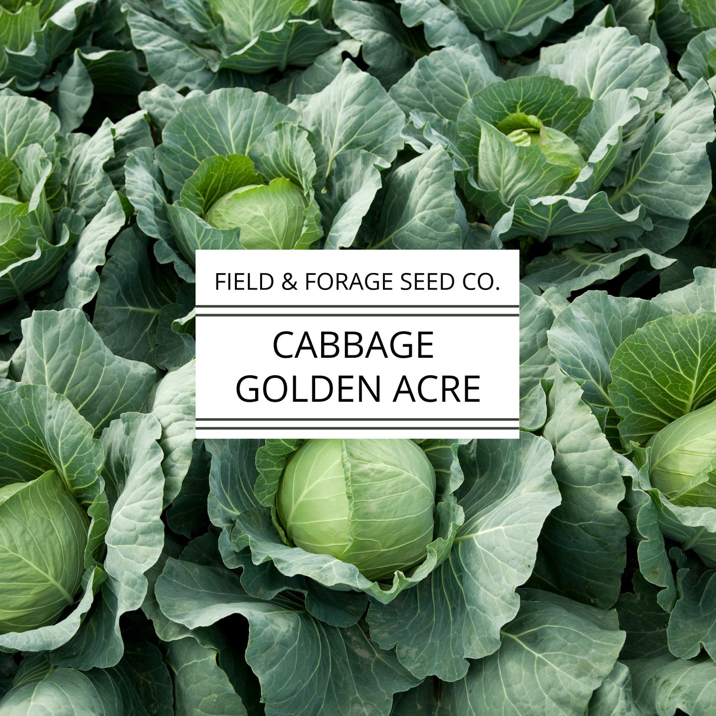 Cabbage 'Golden Acre' | Brassica oleracea | Heirloom | Non-GMO | 200 Seeds
