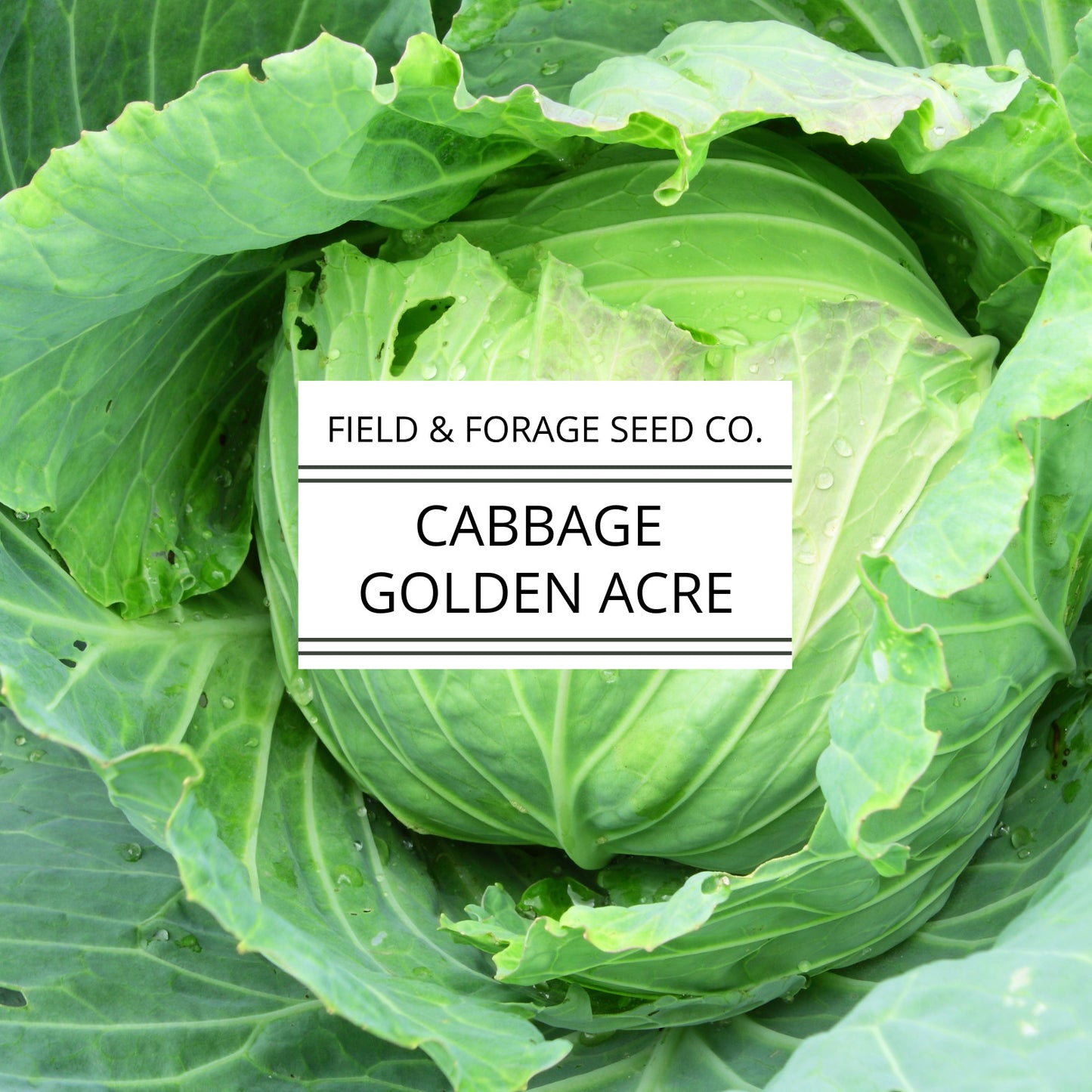 Cabbage 'Golden Acre' | Brassica oleracea | Heirloom | Non-GMO | 200 Seeds