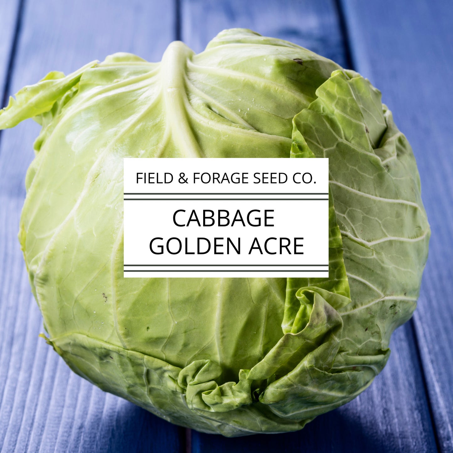 Cabbage 'Golden Acre' | Brassica oleracea | Heirloom | Non-GMO | 200 Seeds