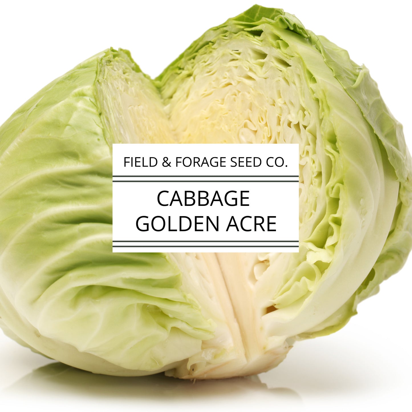 Cabbage 'Golden Acre' | Brassica oleracea | Heirloom | Non-GMO | 200 Seeds