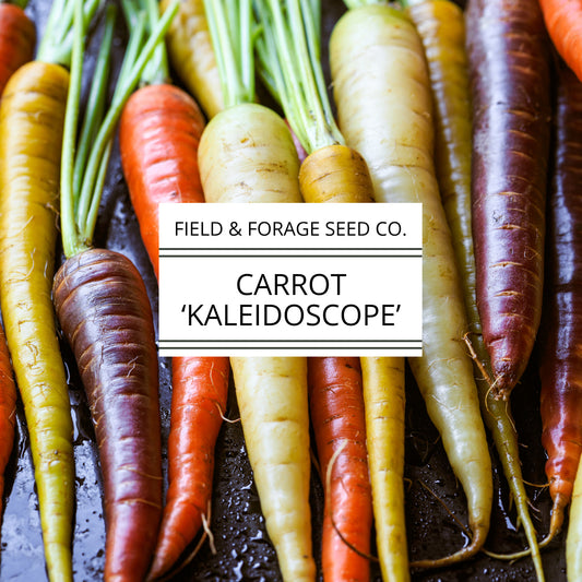 Carrot 'Kaleidoscope Mix' | Daucus carota | Heirloom | Non-GMO | 100 Seeds