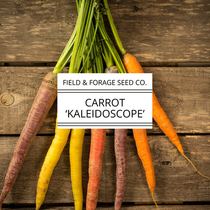 Carrot 'Kaleidoscope Mix' | Daucus carota | Heirloom | Non-GMO | 100 Seeds