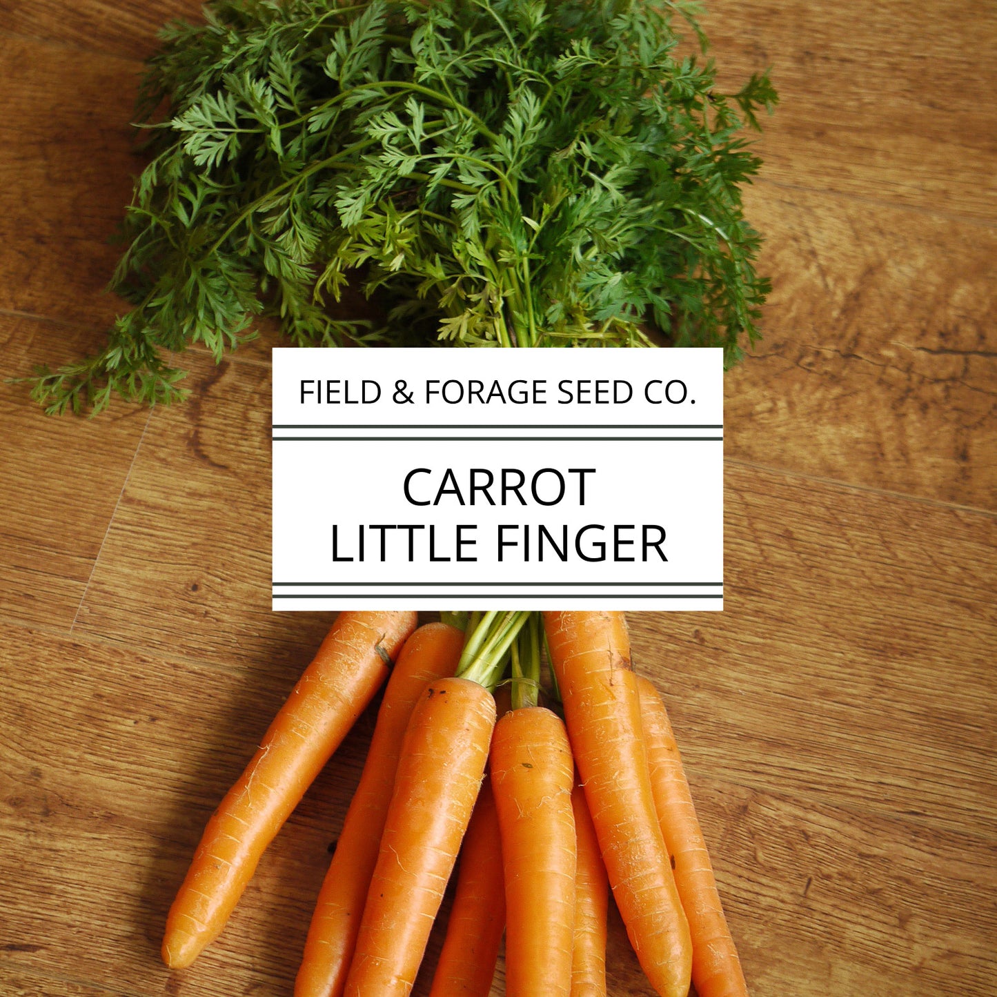 Carrot ‘Little Finger’ | Daucus carota subsp. sativus | Mini Heirloom | Non-GMO – 200 Seeds